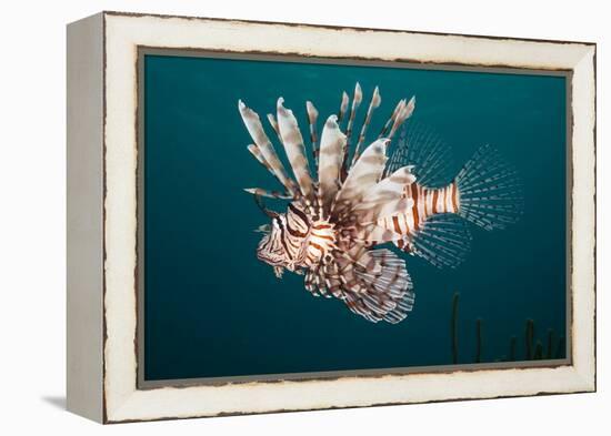 Lionfish-Michele Westmorland-Framed Premier Image Canvas