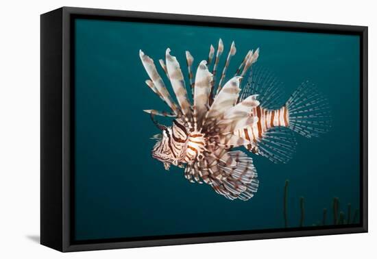 Lionfish-Michele Westmorland-Framed Premier Image Canvas