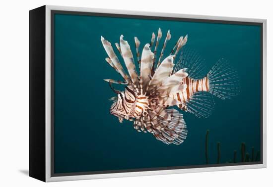 Lionfish-Michele Westmorland-Framed Premier Image Canvas