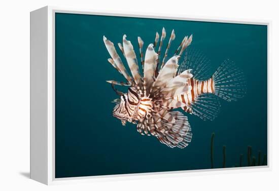 Lionfish-Michele Westmorland-Framed Premier Image Canvas