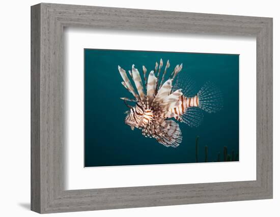 Lionfish-Michele Westmorland-Framed Photographic Print