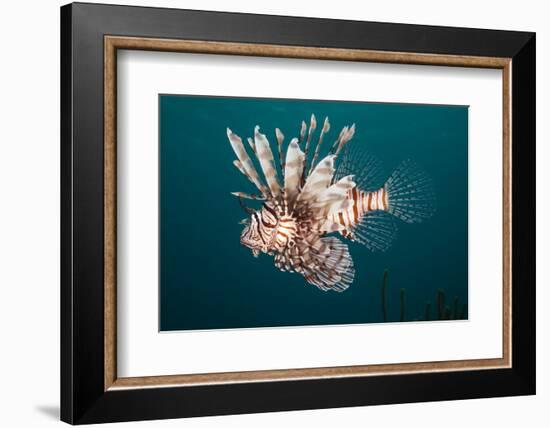 Lionfish-Michele Westmorland-Framed Photographic Print