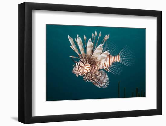 Lionfish-Michele Westmorland-Framed Photographic Print