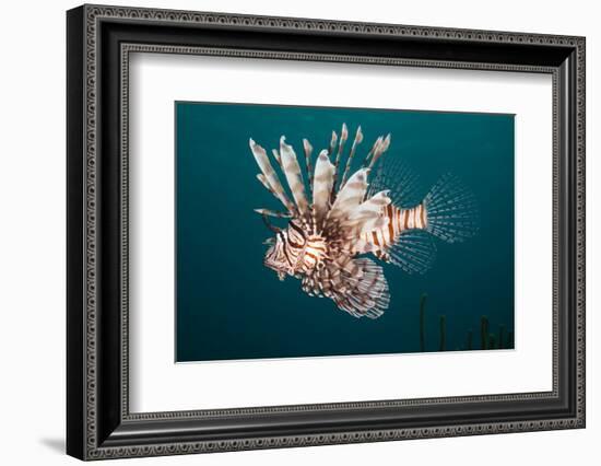 Lionfish-Michele Westmorland-Framed Photographic Print