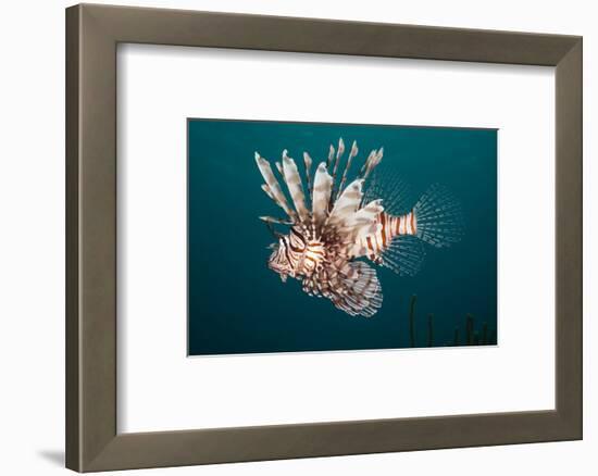 Lionfish-Michele Westmorland-Framed Photographic Print