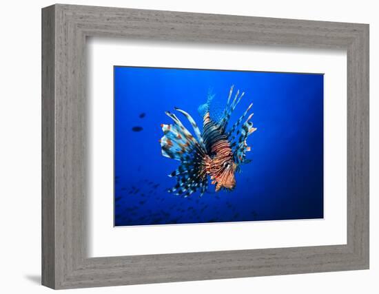 Lionfish-Barathieu Gabriel-Framed Photographic Print