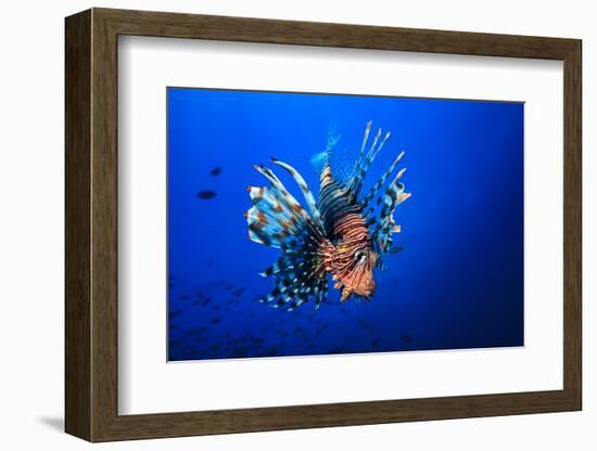 Lionfish-Barathieu Gabriel-Framed Photographic Print