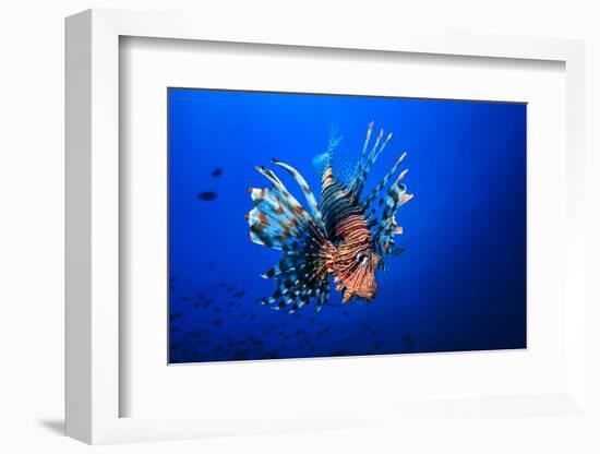 Lionfish-Barathieu Gabriel-Framed Photographic Print