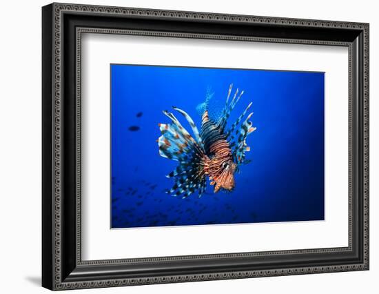 Lionfish-Barathieu Gabriel-Framed Photographic Print