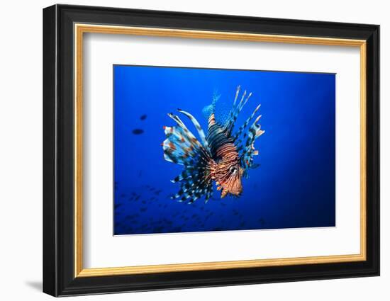 Lionfish-Barathieu Gabriel-Framed Photographic Print