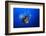 Lionfish-Barathieu Gabriel-Framed Photographic Print