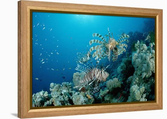 Lionfishes or Turkeyfishes near a Coral Reef (Pterois Volitans), Indian Ocean.-Reinhard Dirscherl-Framed Premier Image Canvas