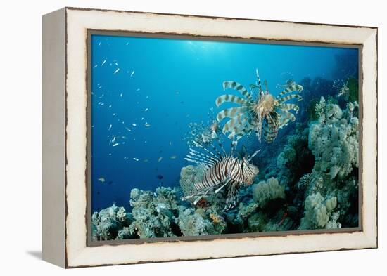 Lionfishes or Turkeyfishes near a Coral Reef (Pterois Volitans), Indian Ocean.-Reinhard Dirscherl-Framed Premier Image Canvas