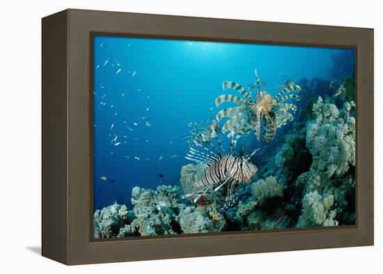 Lionfishes or Turkeyfishes near a Coral Reef (Pterois Volitans), Indian Ocean.-Reinhard Dirscherl-Framed Premier Image Canvas