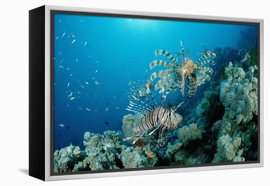 Lionfishes or Turkeyfishes near a Coral Reef (Pterois Volitans), Indian Ocean.-Reinhard Dirscherl-Framed Premier Image Canvas