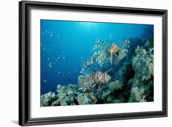 Lionfishes or Turkeyfishes near a Coral Reef (Pterois Volitans), Indian Ocean.-Reinhard Dirscherl-Framed Photographic Print