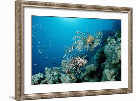 Lionfishes or Turkeyfishes near a Coral Reef (Pterois Volitans), Indian Ocean.-Reinhard Dirscherl-Framed Photographic Print