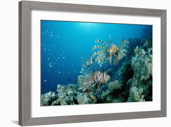 Lionfishes or Turkeyfishes near a Coral Reef (Pterois Volitans), Indian Ocean.-Reinhard Dirscherl-Framed Photographic Print