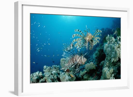 Lionfishes or Turkeyfishes near a Coral Reef (Pterois Volitans), Indian Ocean.-Reinhard Dirscherl-Framed Photographic Print