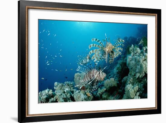 Lionfishes or Turkeyfishes near a Coral Reef (Pterois Volitans), Indian Ocean.-Reinhard Dirscherl-Framed Photographic Print