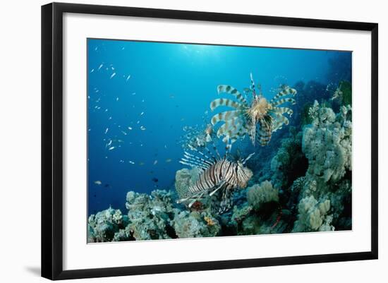 Lionfishes or Turkeyfishes near a Coral Reef (Pterois Volitans), Indian Ocean.-Reinhard Dirscherl-Framed Photographic Print