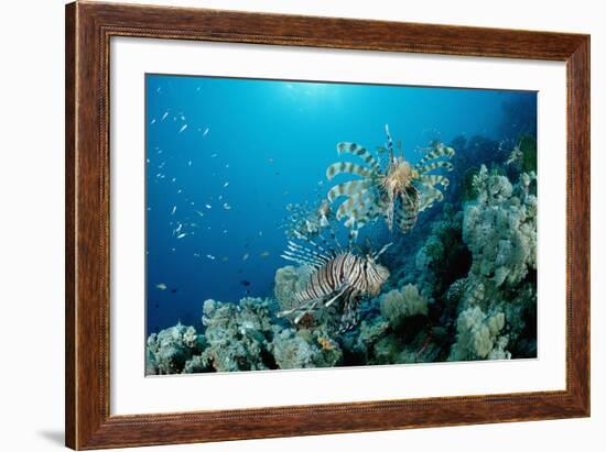 Lionfishes or Turkeyfishes near a Coral Reef (Pterois Volitans), Indian Ocean.-Reinhard Dirscherl-Framed Photographic Print