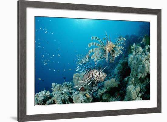 Lionfishes or Turkeyfishes near a Coral Reef (Pterois Volitans), Indian Ocean.-Reinhard Dirscherl-Framed Photographic Print
