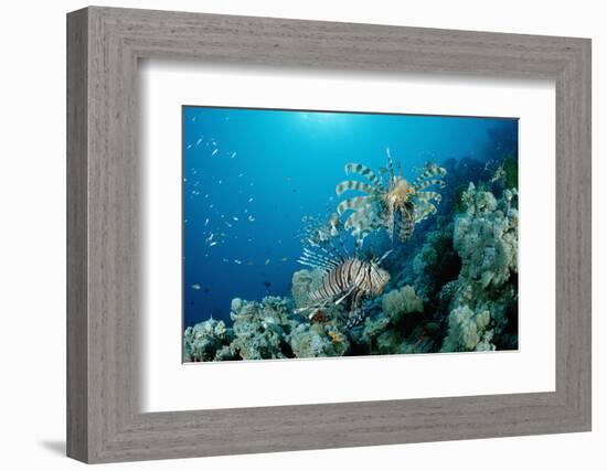 Lionfishes or Turkeyfishes near a Coral Reef (Pterois Volitans), Indian Ocean.-Reinhard Dirscherl-Framed Photographic Print