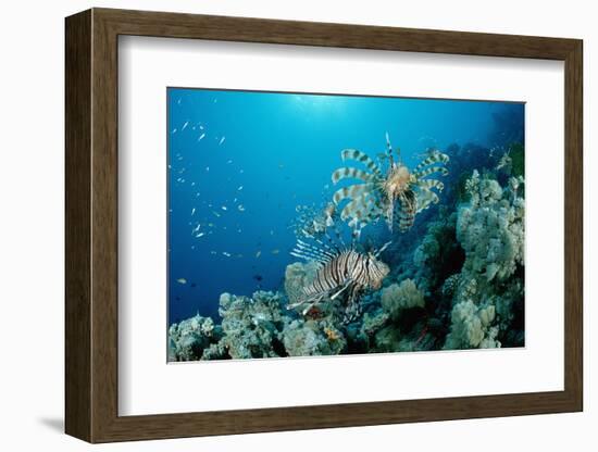 Lionfishes or Turkeyfishes near a Coral Reef (Pterois Volitans), Indian Ocean.-Reinhard Dirscherl-Framed Photographic Print
