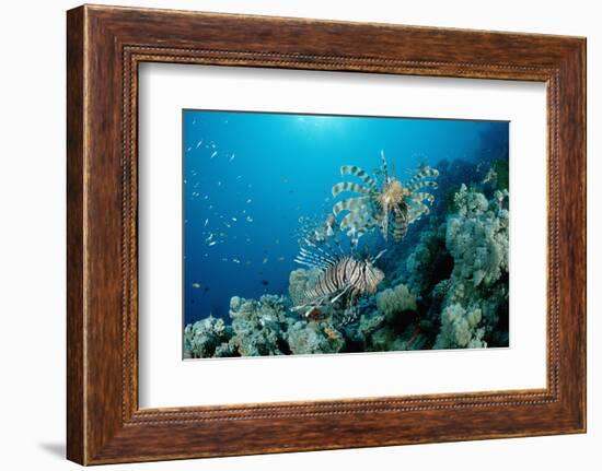 Lionfishes or Turkeyfishes near a Coral Reef (Pterois Volitans), Indian Ocean.-Reinhard Dirscherl-Framed Photographic Print