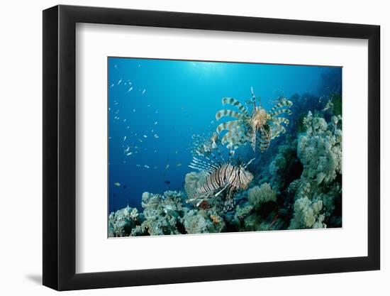 Lionfishes or Turkeyfishes near a Coral Reef (Pterois Volitans), Indian Ocean.-Reinhard Dirscherl-Framed Photographic Print