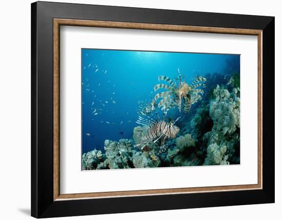 Lionfishes or Turkeyfishes near a Coral Reef (Pterois Volitans), Indian Ocean.-Reinhard Dirscherl-Framed Photographic Print