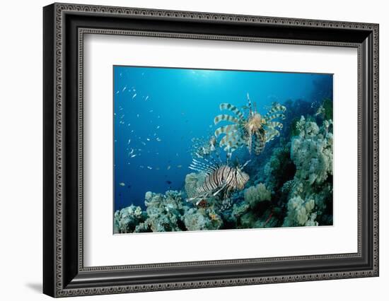 Lionfishes or Turkeyfishes near a Coral Reef (Pterois Volitans), Indian Ocean.-Reinhard Dirscherl-Framed Photographic Print