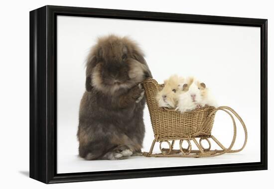 Lionhead-Cross Rabbit Pushing Two Young Guinea Pigs in a Wicker Toy Sledge-Mark Taylor-Framed Premier Image Canvas