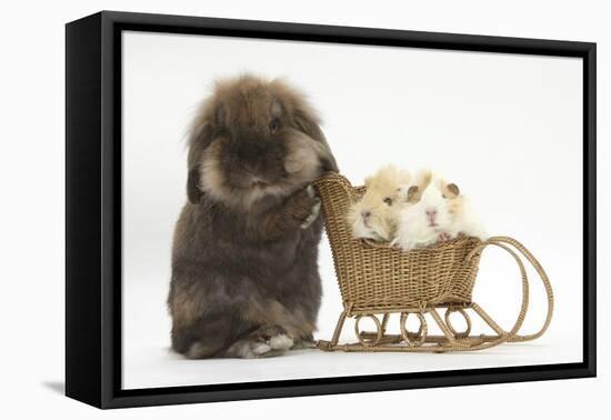 Lionhead-Cross Rabbit Pushing Two Young Guinea Pigs in a Wicker Toy Sledge-Mark Taylor-Framed Premier Image Canvas
