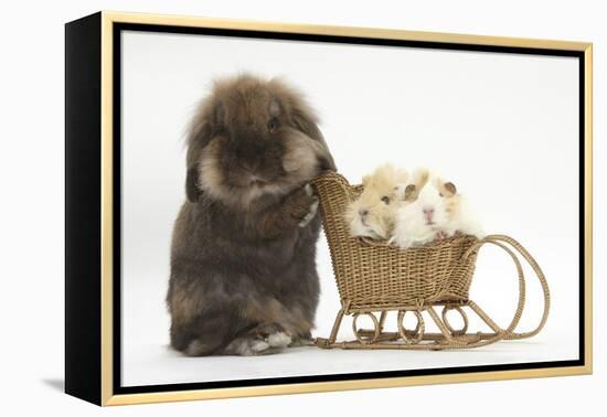 Lionhead-Cross Rabbit Pushing Two Young Guinea Pigs in a Wicker Toy Sledge-Mark Taylor-Framed Premier Image Canvas