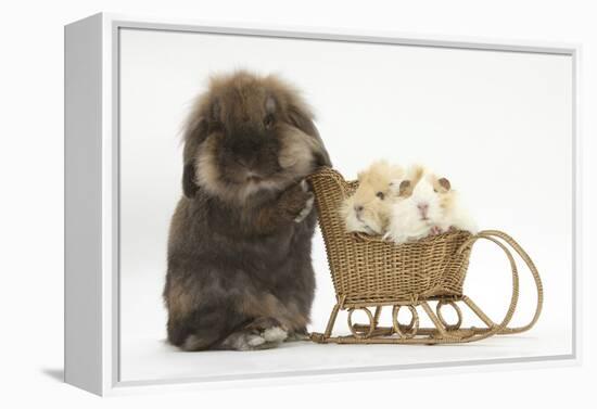 Lionhead-Cross Rabbit Pushing Two Young Guinea Pigs in a Wicker Toy Sledge-Mark Taylor-Framed Premier Image Canvas