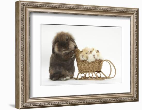 Lionhead-Cross Rabbit Pushing Two Young Guinea Pigs in a Wicker Toy Sledge-Mark Taylor-Framed Photographic Print