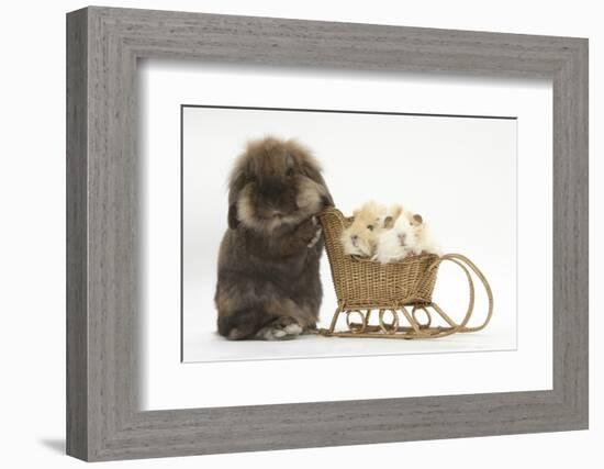 Lionhead-Cross Rabbit Pushing Two Young Guinea Pigs in a Wicker Toy Sledge-Mark Taylor-Framed Photographic Print