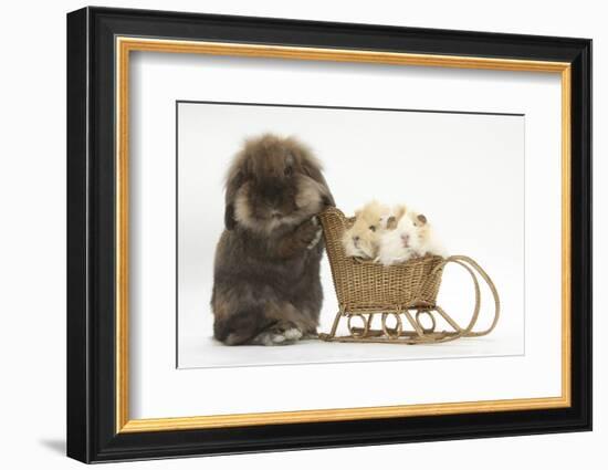 Lionhead-Cross Rabbit Pushing Two Young Guinea Pigs in a Wicker Toy Sledge-Mark Taylor-Framed Photographic Print