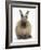 Lionhead-Cross Rabbit Resting Portrait-Mark Taylor-Framed Photographic Print