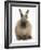 Lionhead-Cross Rabbit Resting Portrait-Mark Taylor-Framed Photographic Print