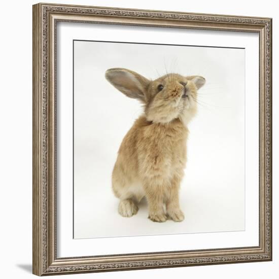 Lionhead-Cross Rabbit, Sniffing-Mark Taylor-Framed Photographic Print