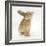 Lionhead-Cross Rabbit, Sniffing-Mark Taylor-Framed Photographic Print