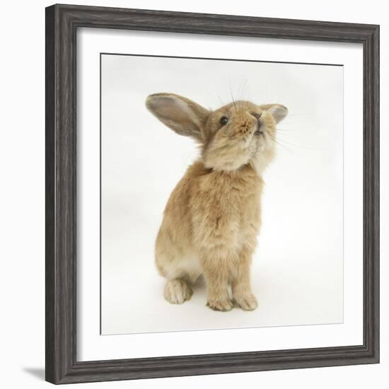 Lionhead-Cross Rabbit, Sniffing-Mark Taylor-Framed Photographic Print