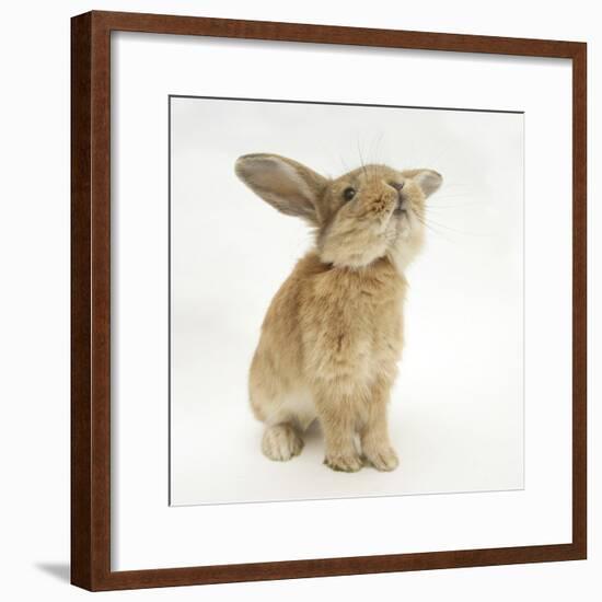 Lionhead-Cross Rabbit, Sniffing-Mark Taylor-Framed Photographic Print