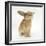 Lionhead-Cross Rabbit, Sniffing-Mark Taylor-Framed Photographic Print