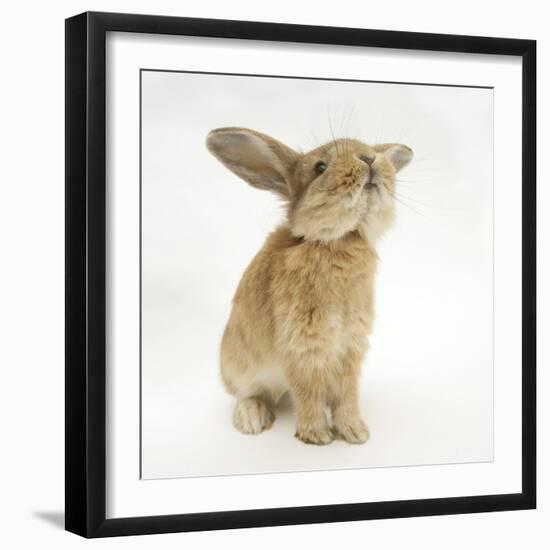 Lionhead-Cross Rabbit, Sniffing-Mark Taylor-Framed Photographic Print