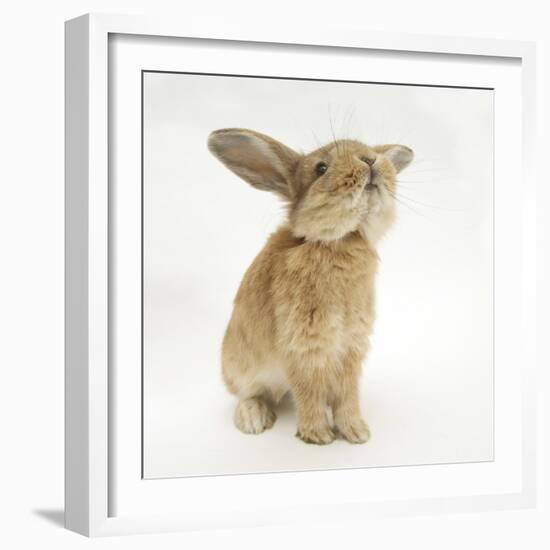 Lionhead-Cross Rabbit, Sniffing-Mark Taylor-Framed Photographic Print