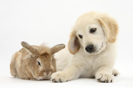 Lionhead Cross Rabbit Tedson And Golden Retriever Dog Puppy Oscar 3 Months Photographic Print Mark Taylor Art Com